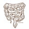 Intestines digestive system isolated sketch internal organs