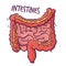 Intestines. Humans and animals internal organs. Medical theme for posters, leaflets, books, stickers. Human organ