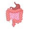 Intestines organ vector illustration
