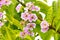 Inthanin flowers or Queen's Flower blooming with water droplets on the petals on tree after the rain.