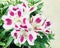 Inticancha Alstroemeria Passion with water drops.