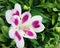 Inticancha Alstroemeria Passion with water drops, close up.