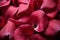 Intimate close up of dew kissed red rose petals capturing the essence of romance, valentine, dating and love proposal image
