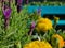 Intimate, close-up shot of vibrant, colorful flowers in bloom in front of an inviting wooden bench