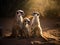 An Intimate Glimpse into the World of Meerkats