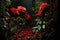Intimate moments among red roses in a hidden garden, valentine, dating and love proposal image