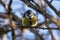 Intimate portrait of a blue tit bird, its bright feathers