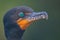 Intimate portrait of a cormorant with vibrant green eyes