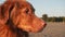 Intimate portrait of a Nova Scotia Duck Tolling Retriever dog, golden hour glow