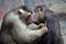 Intimate relationship of two monkeys