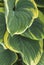 An intimate view of Green and yellow Variegated Hosta leaves in