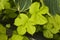 Intimate view of the yellow green leaves of a climbing plant gro