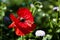 Intoxication. Anzac Day. poppy seeds to relieve pain. red poppy flower. Lest We forget. spring is coming. bright red poppy flower