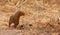 A intrepid Dwarf Mongoose