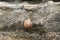 Intrepid snail climbs up rock face