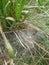 The intriate hole of a funnel spider with dew drops