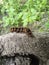 Intricate Adaptations: A Black Caterpillar\'s Orange Spines as Nature\'s Artistry