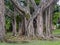 Intricate beauty of a Council tree trunk and bark