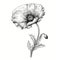 Intricate Black Poppy Flower Drawing On White Background