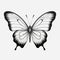 Intricate Black And White Butterfly Design With Minimalistic Symmetry