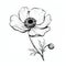 Intricate Black And White Poppy Flower Illustration On White Background