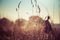 Intricate cobweb hanging on tall grass.