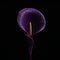 Intricate Composition: Purple Calla Lily On Black Background