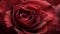 The intricate details of a blooming rose in shades of deep red,