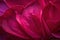 Intricate details of magenta petals illuminated in a close up. Trendy color of 2023 Viva Magenta.. AI generation