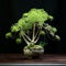 Intricate Dill Bonsai With Detailed Petals