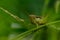 Intricate Encounters: Grasshopper on Branches or Grass with a Green Background