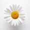 Intricate Minimalism: A Captivating White Daisy On White Background