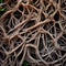 The Intricate Network of Roots Below the Surface