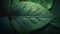 An intricate and organic green leaf texture, a beautiful and detailed illustration of the beauty of nature