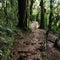 Intricate paths in tropical vegetation