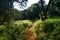 Intricate paths in tropical vegetation