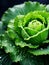 Intricate pattern of cabbage leaf