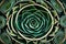 The intricate patterns and textures of a succulent\\\'s rosette, showcasing nature\\\'s precision engineering