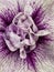 intricate petal pattern of a bright white and purple exotic orchid