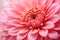 Intricate Pink flower closeup. Generate Ai