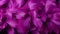 Intricate purple feathers texture background detailed digital art of majestic bird plumage