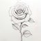 Intricate Rose Drawing With Continuous Line Detailed Character Illustration