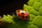 Intricate scene ladybug explores leaf edge, a tiny vibrant wanderer