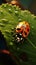 Intricate scene ladybug explores leaf edge, a tiny vibrant wanderer