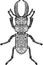 Intricate stag beetle design. Vector illustration decorative design