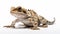 Intricate Surfaces: A Characterful Anabas Lizard On White Background