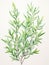 Intricate Watercolor Rosemary Sprig Leaves on Bold Stem AI Generated