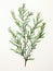 Intricate Watercolor Rosemary Sprig Leaves on Bold Stem AI Generated