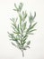 Intricate Watercolor Rosemary Sprig Leaves on Bold Stem AI Generated