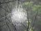 Intricate white artistic spiderweb in nature swamp